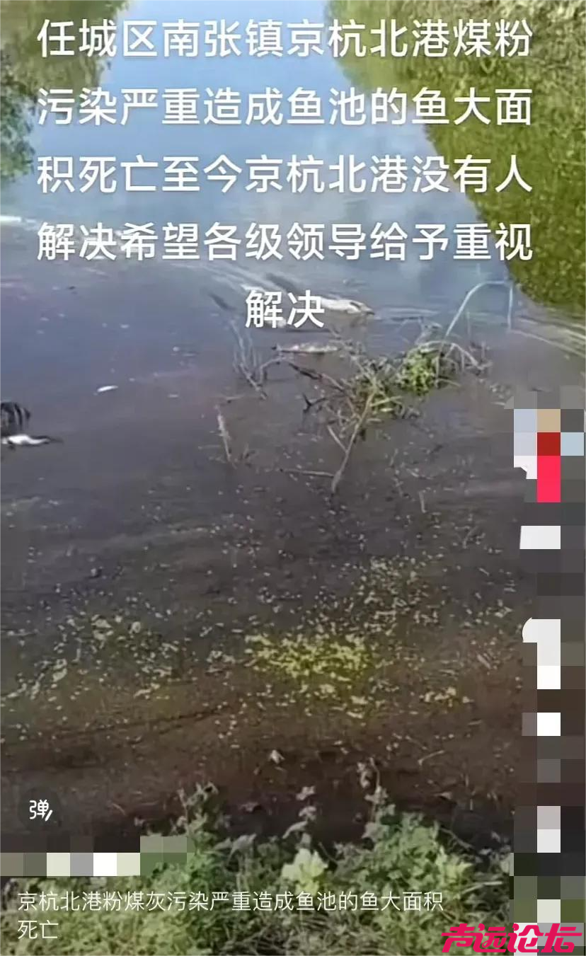 南张街道京杭北港粉煤灰污染造成鱼池的鱼大面积死亡，监管何在？-3.jpg