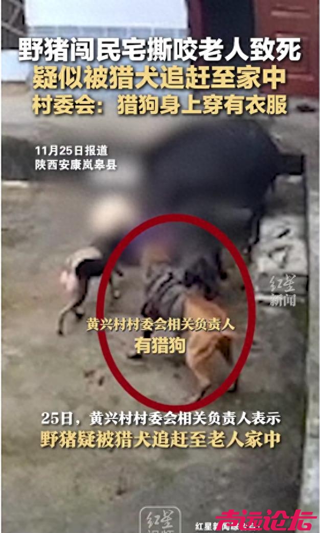 当地回应野猪闯民宅致老人死亡：猎狗身上穿有衣服，疑系猎犬将野猪追至民宅-1.jpg