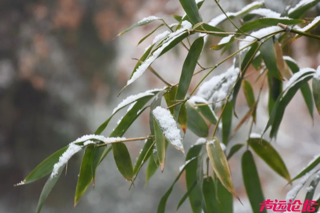 “大雪”将至！济宁再迎冷空气！多地有雨雪！-1.jpg