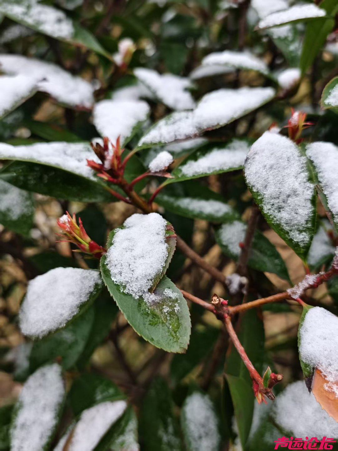 济宁的雪景来了！-12.jpg