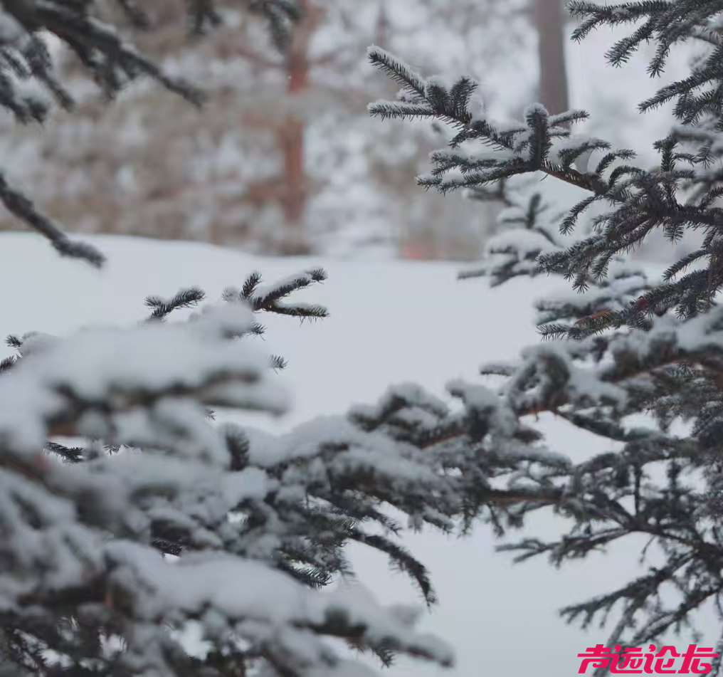 济宁的雪景来了！-15.jpg