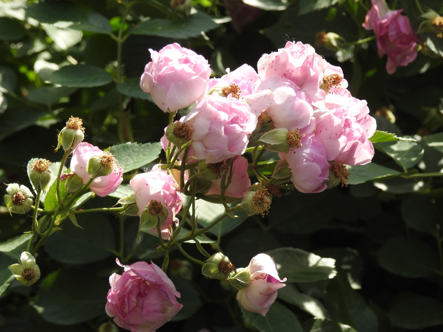 DSCN3756.JPG