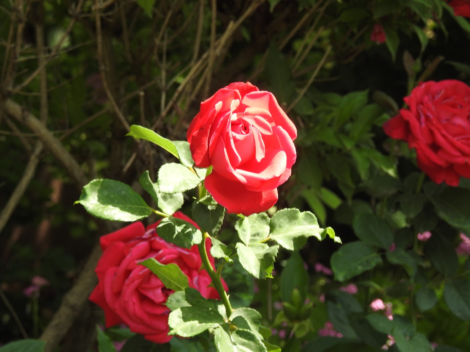 DSCN3755.JPG