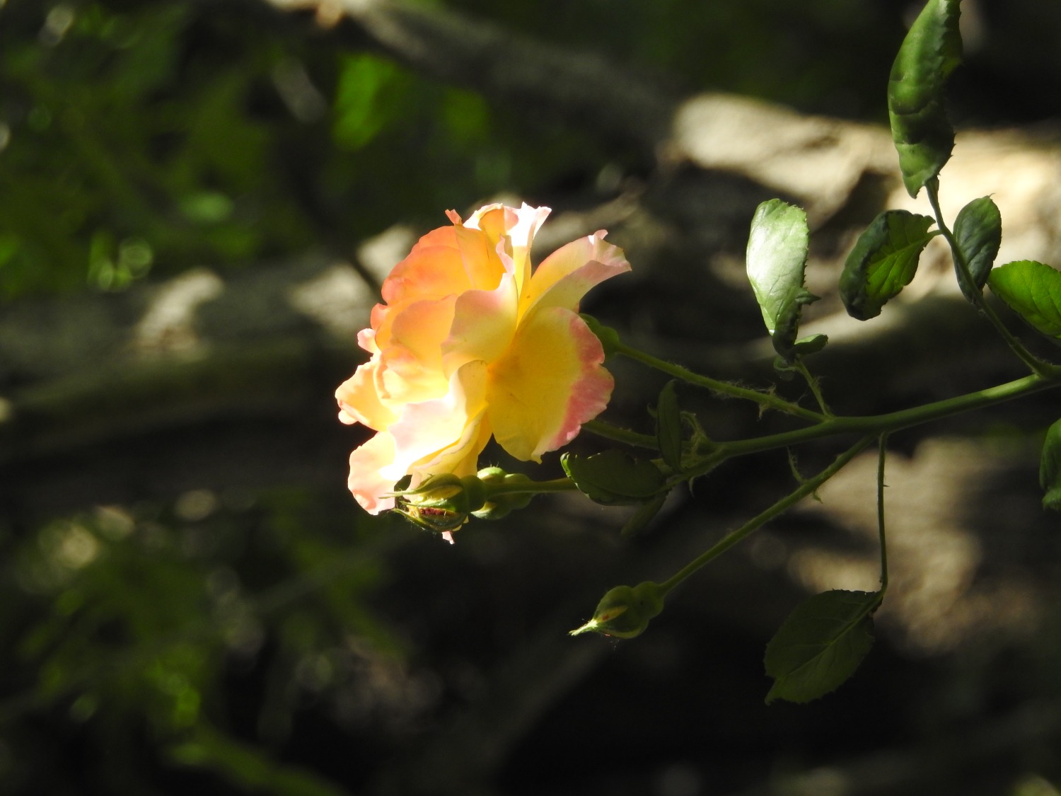 DSCN3763.JPG