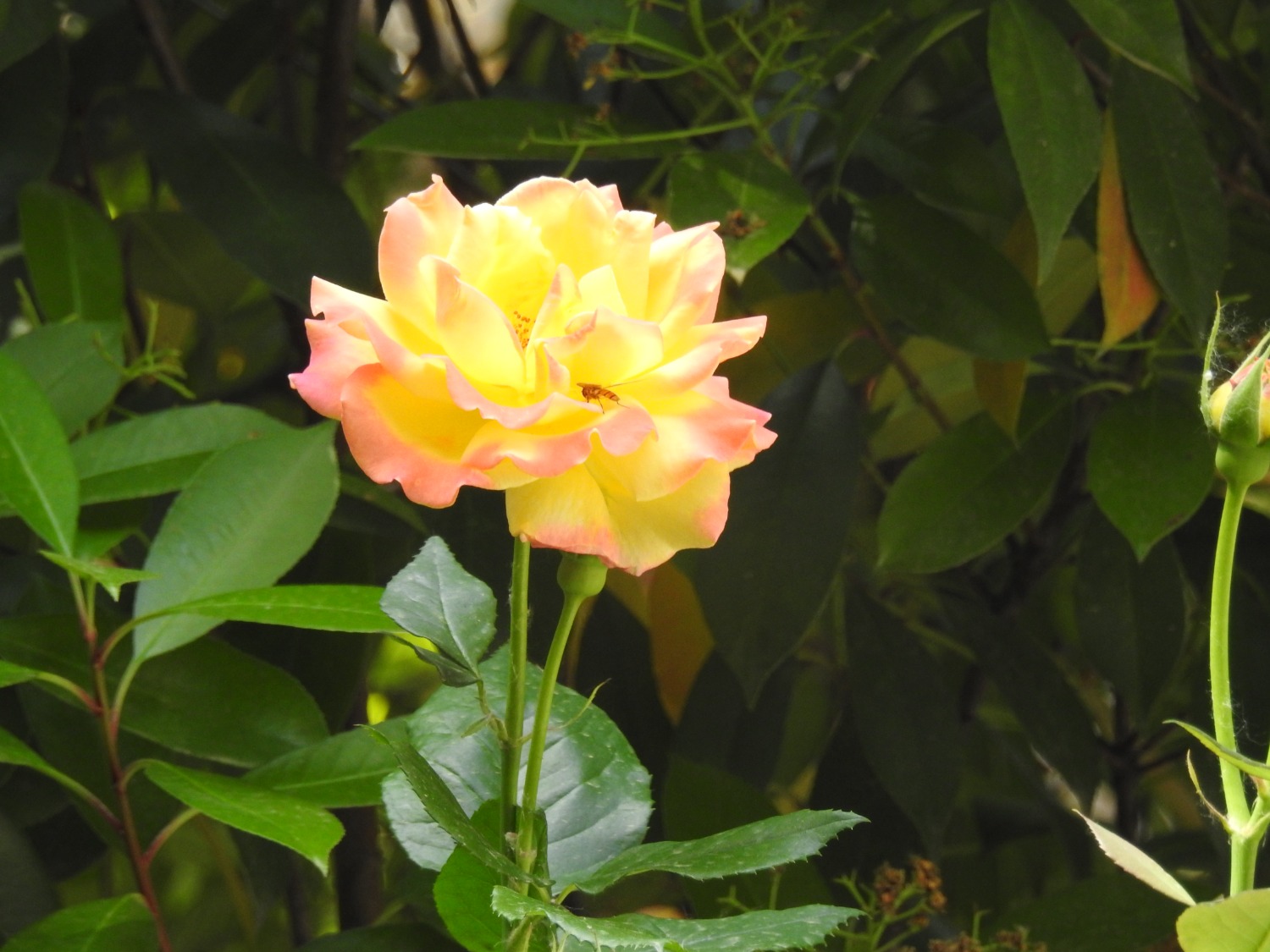 DSCN3765.JPG