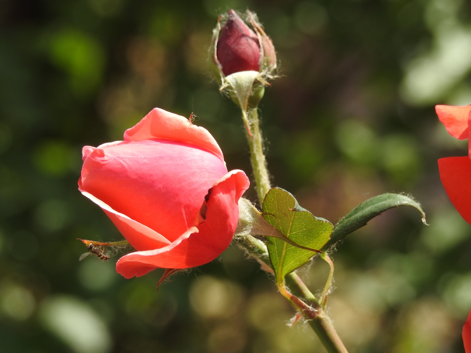 DSCN3777.JPG