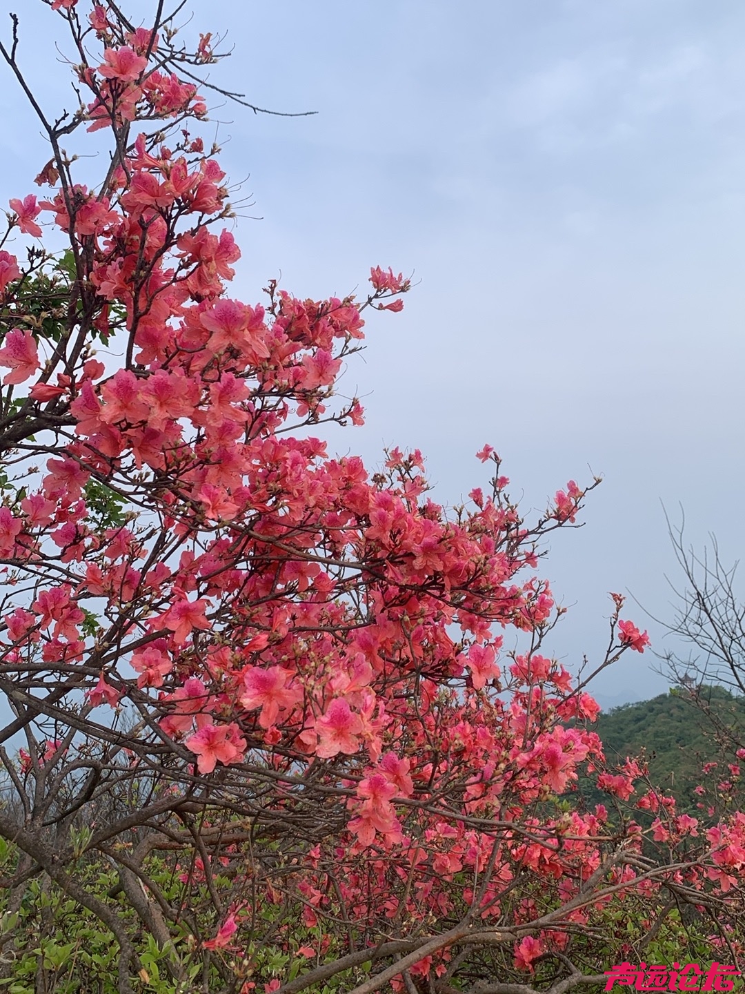 六安市吴家店太平山杜鹃花