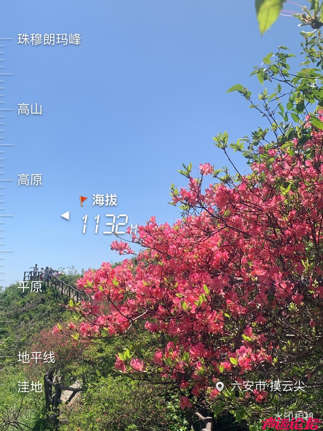 摸云尖杜鹃花