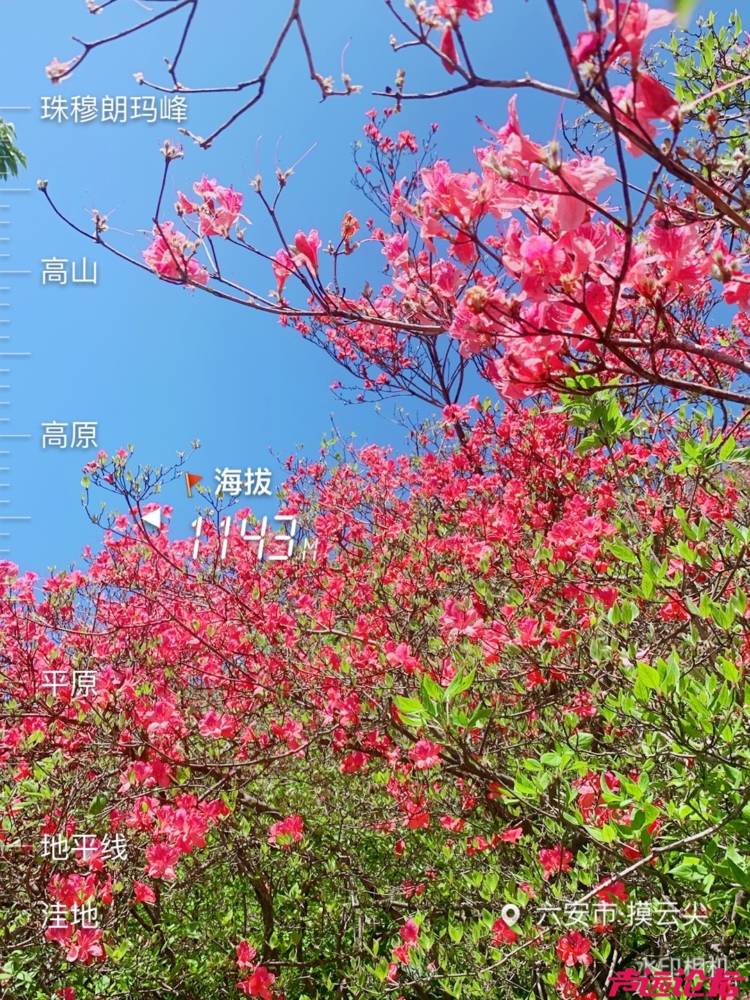 摸云尖的杜鹃