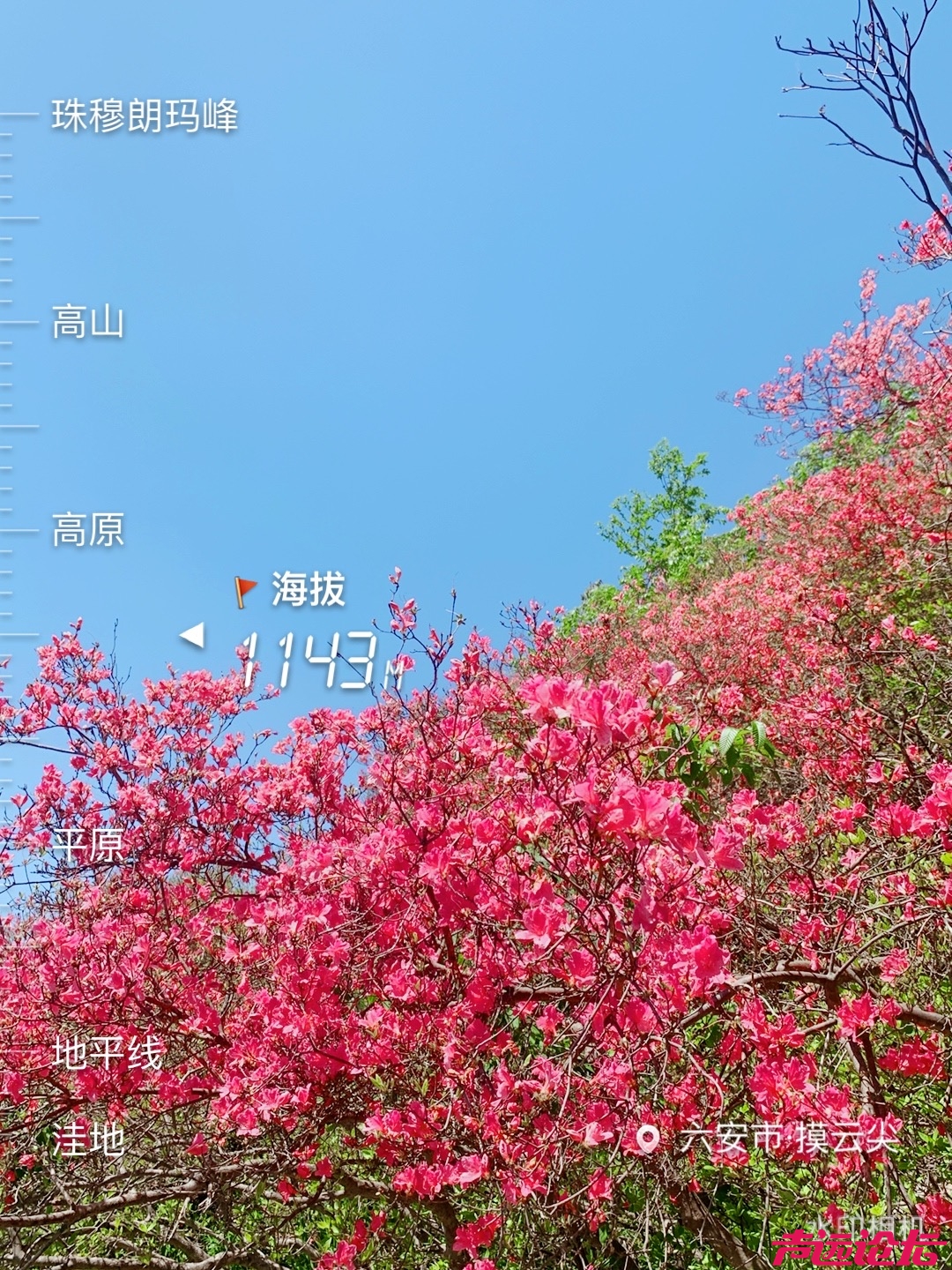 摸云尖的杜鹃花