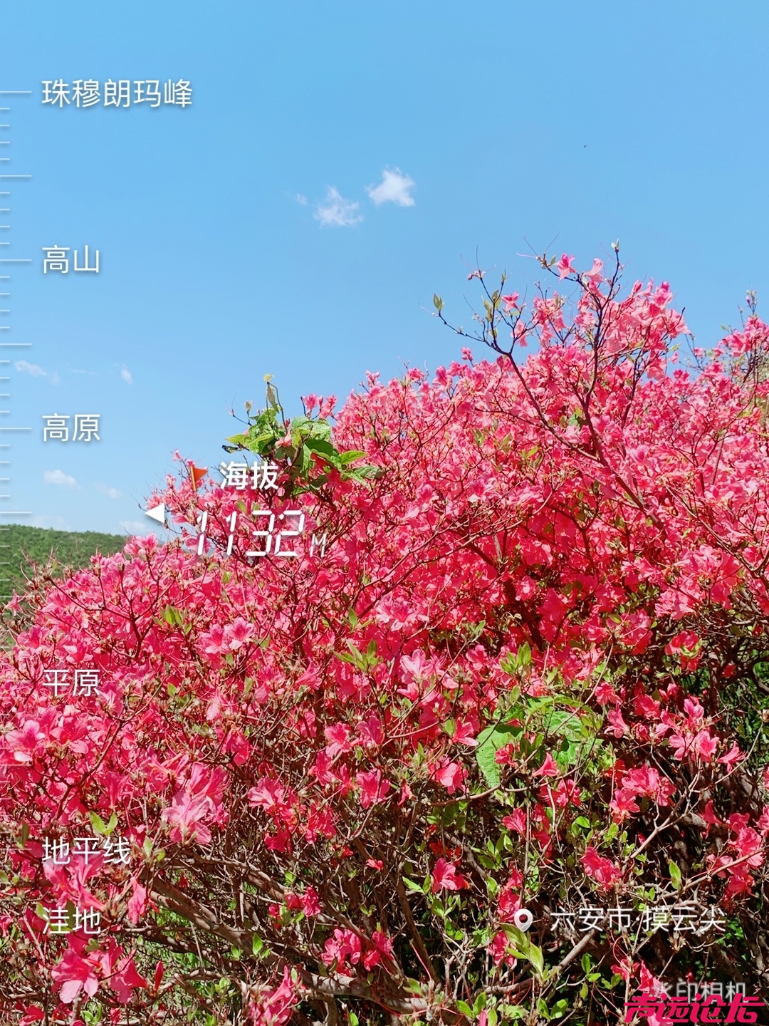 摸云尖的杜鹃花