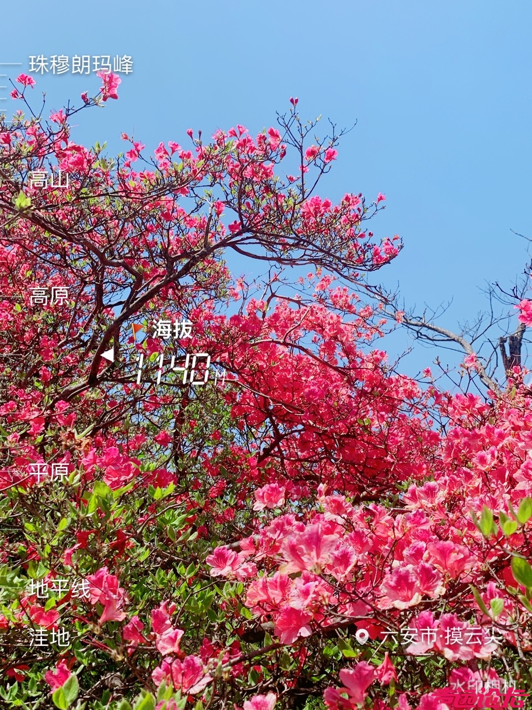 摸云尖的杜鹃花