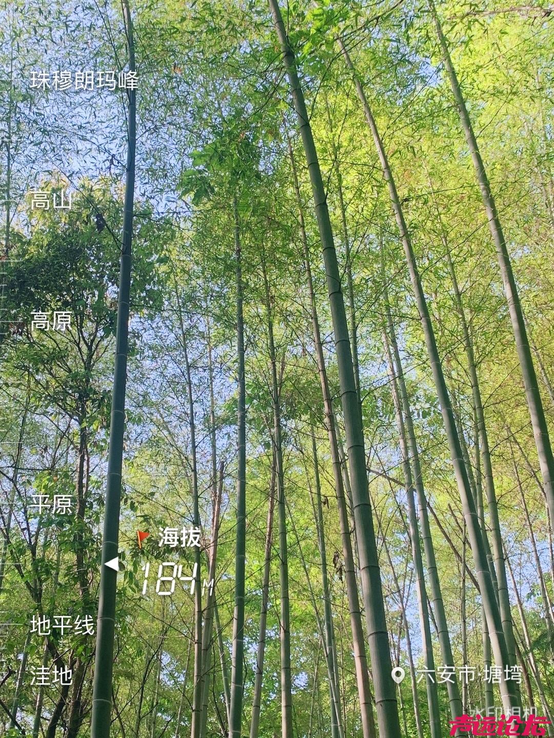 屋脊山竹海