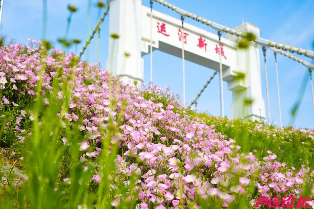 藏在城市里的“秘境” | 夏日限定！八里庙运河大桥下的繁花盛景-1.jpg