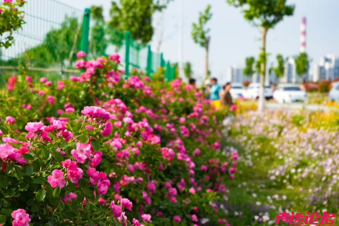 藏在城市里的“秘境” | 夏日限定！八里庙运河大桥下的繁花盛景-2.jpg