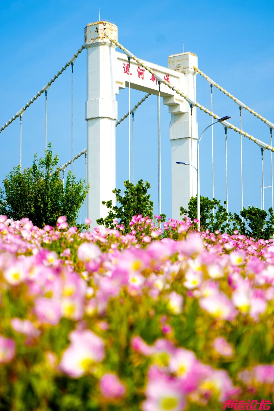 藏在城市里的“秘境” | 夏日限定！八里庙运河大桥下的繁花盛景-6.jpg