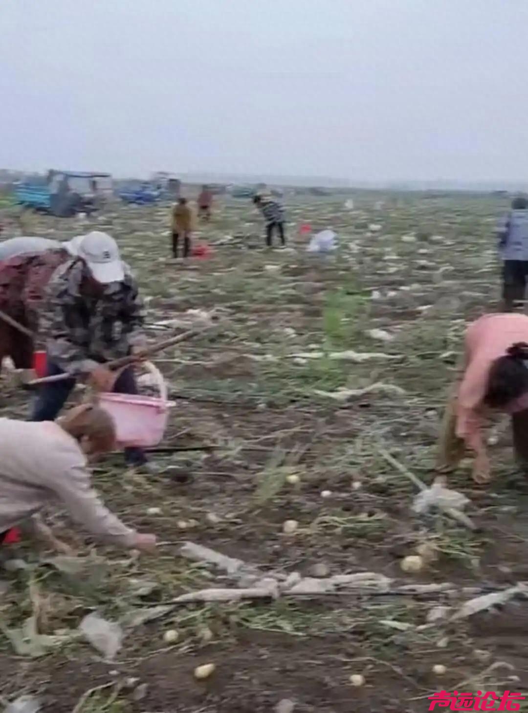 安徽500亩地土豆被哄抢 “法不责众”不是挡箭牌 依法处理必须跟上｜有一说一-1.jpg