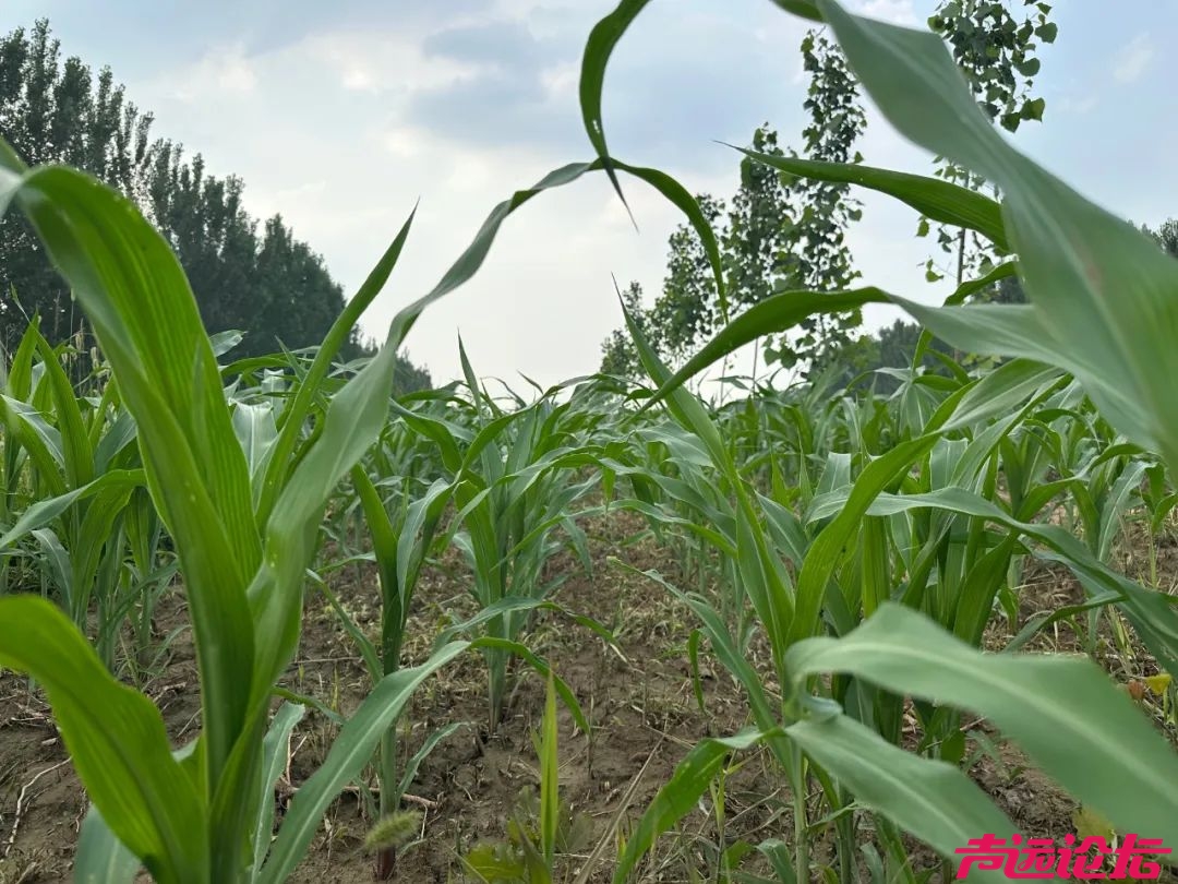 济宁老乡任达华，又来老家种玉米了！他的老家，到底是济宁哪里？-4.jpg
