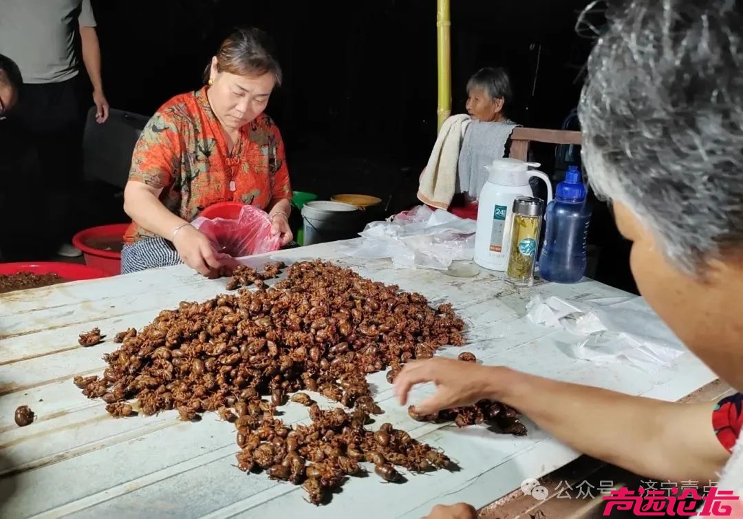 济宁有个村的金蝉卖疯了！一年就从土里钻出400万！-1.jpg
