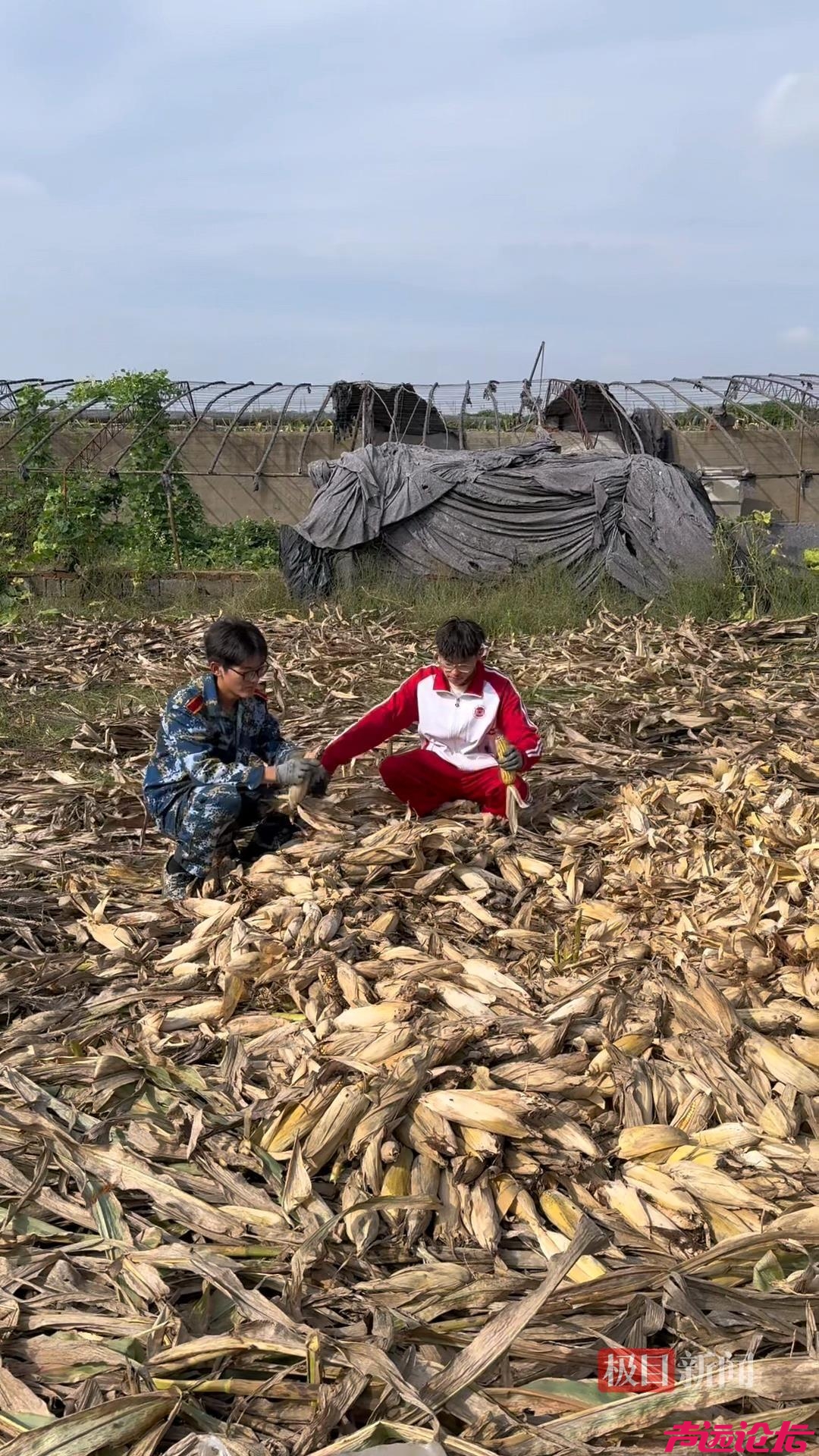 山东一大学生国庆8天假掰了7天半玉米，本人称“自己多弯一次腰父母就少吃一点苦”-1.jpeg