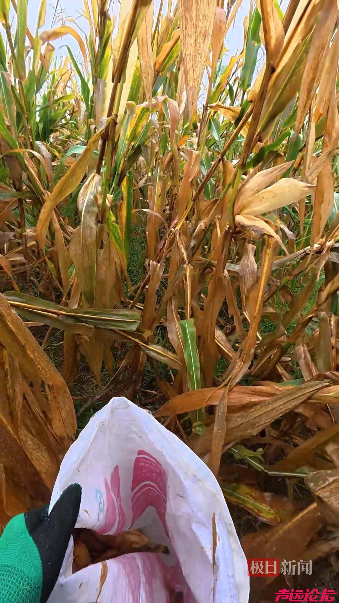 山东一大学生国庆8天假掰了7天半玉米，本人称“自己多弯一次腰父母就少吃一点苦”-2.jpeg