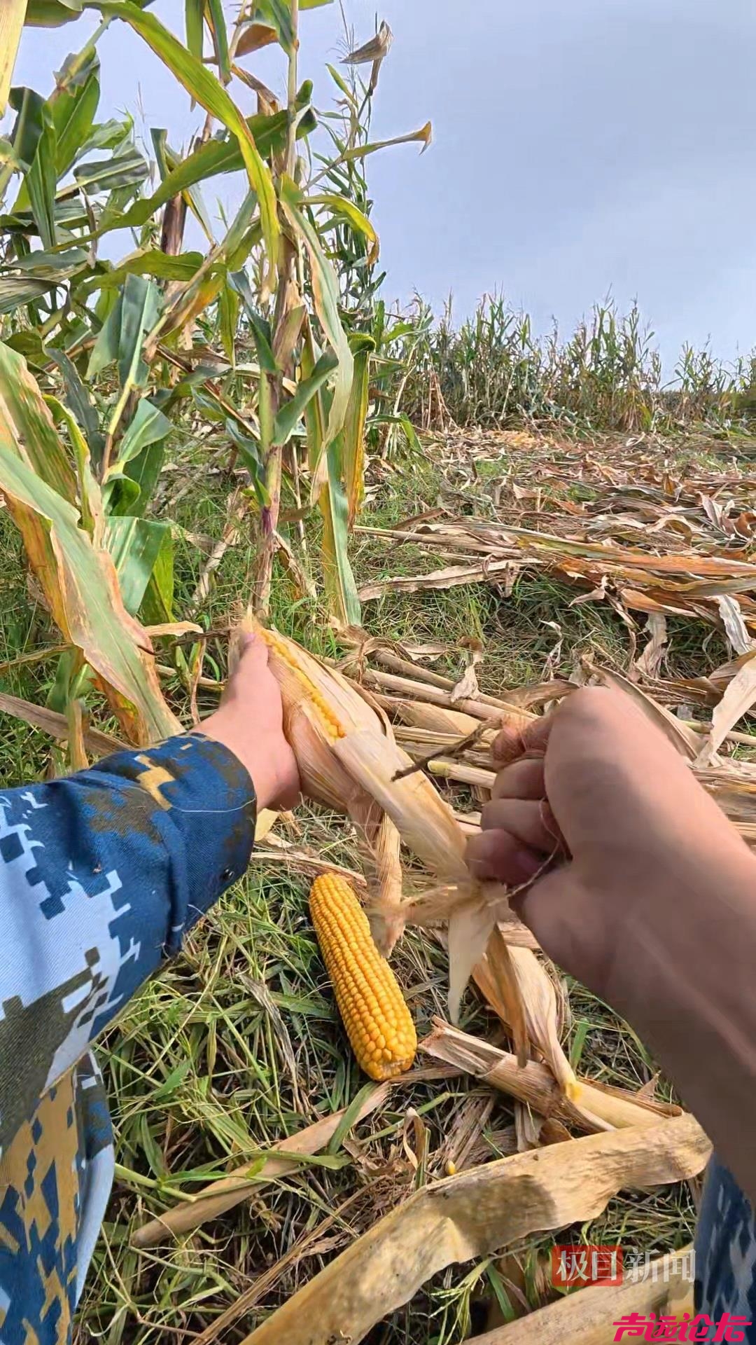 山东一大学生国庆8天假掰了7天半玉米，本人称“自己多弯一次腰父母就少吃一点苦”-3.jpeg
