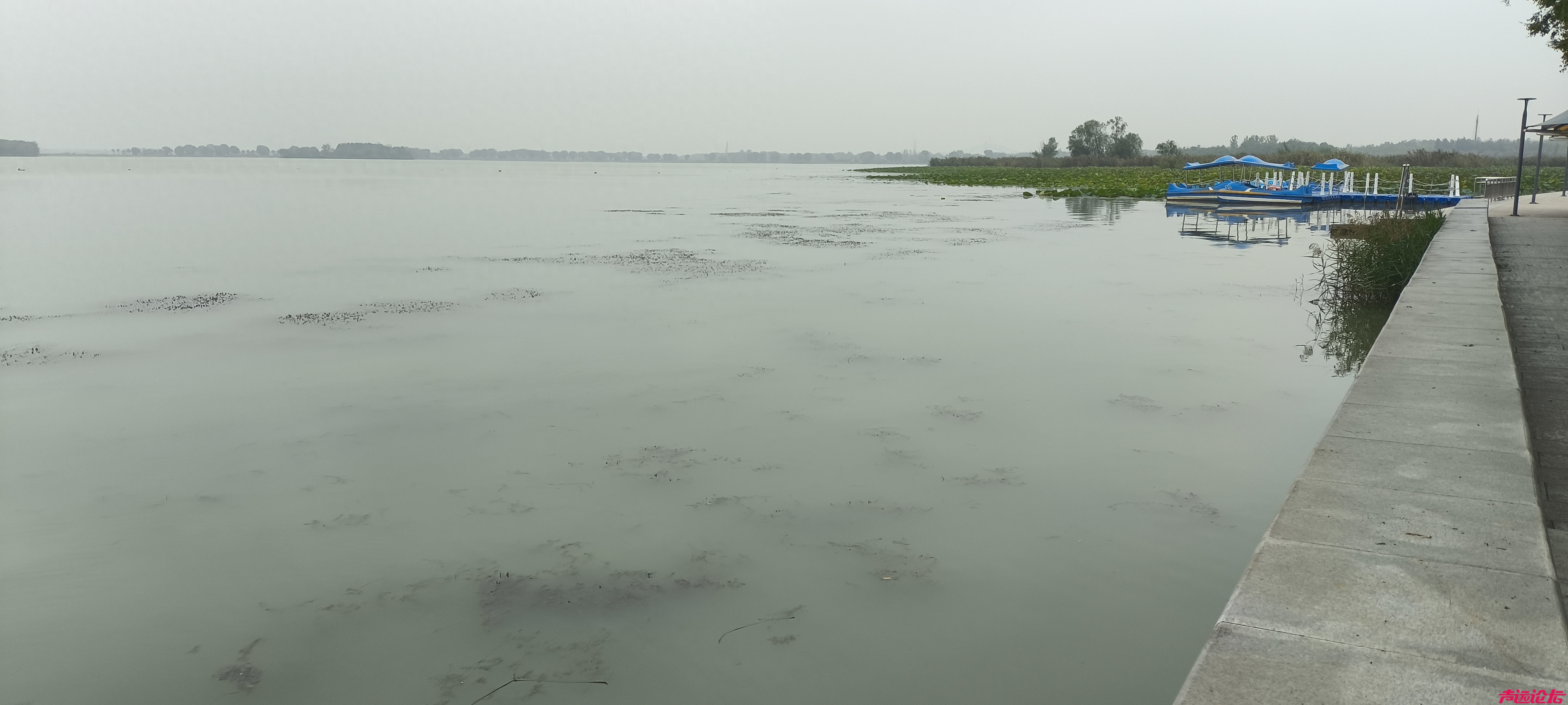 还太白湖一池碧水！济宁网友问政呼吁清理水草，守护城市生态名片-1.jpg