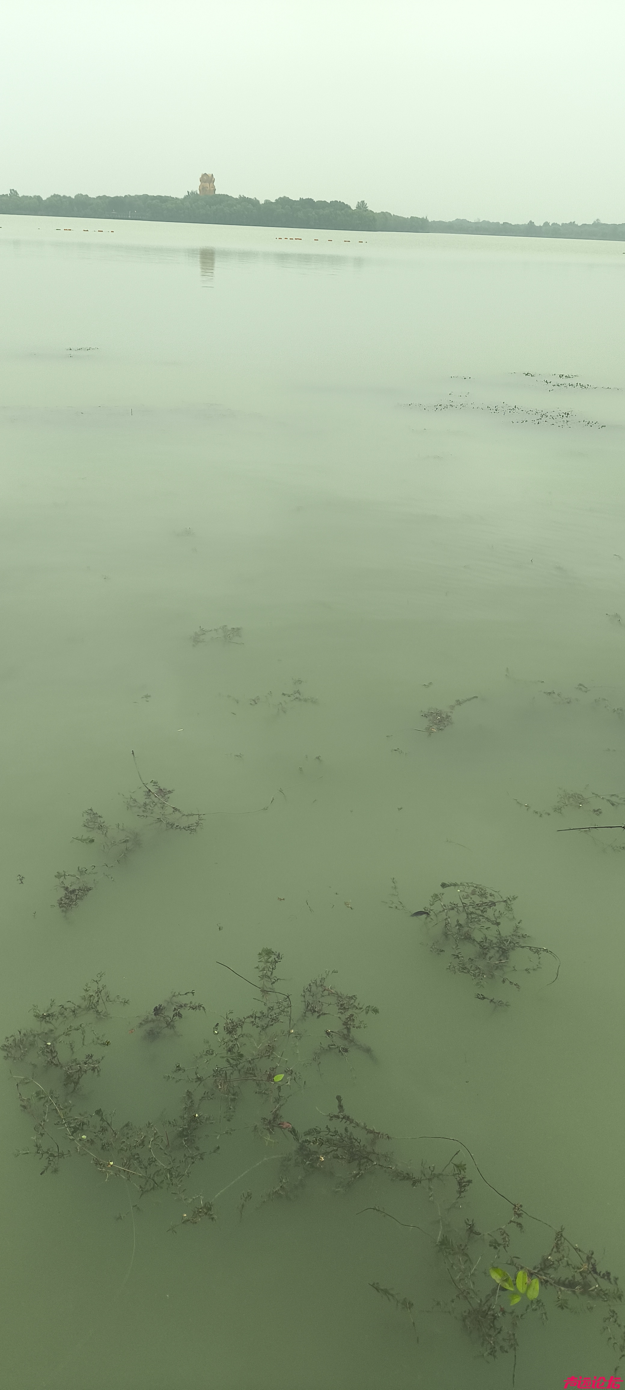 还太白湖一池碧水！济宁网友问政呼吁清理水草，守护城市生态名片-2.jpg