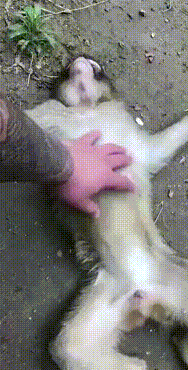 20251119103046front1_0_632061_FhA1MMUTrVNAlt7ZkuW8hHvdUC_g.gif