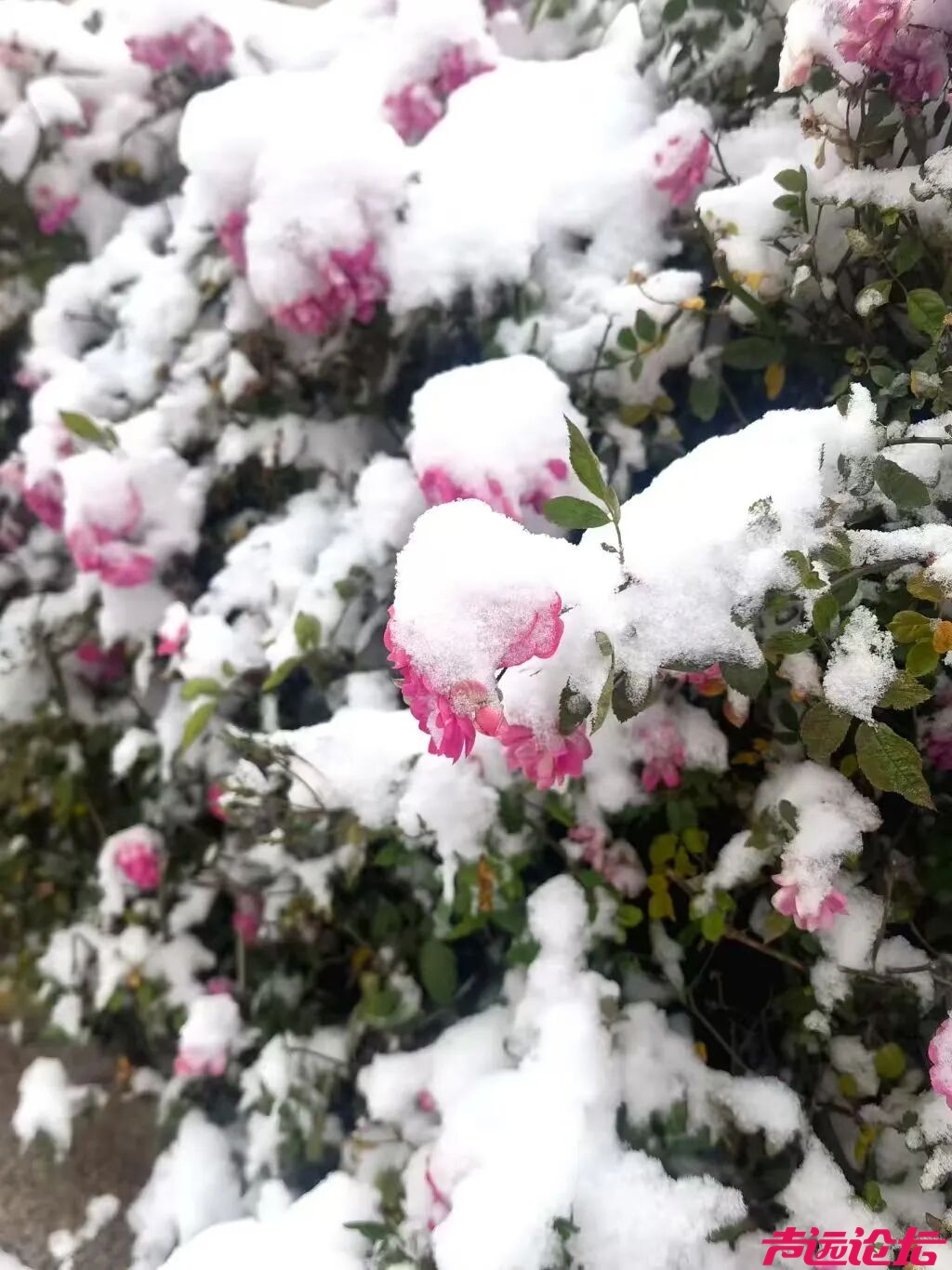 终于等到你！第一波济宁雪景大片来了！-15.jpg