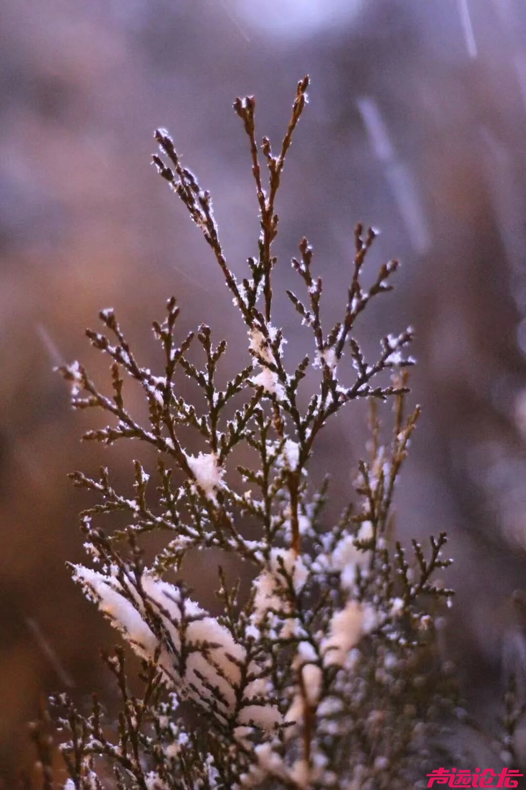 终于等到你！第一波济宁雪景大片来了！-18.jpg