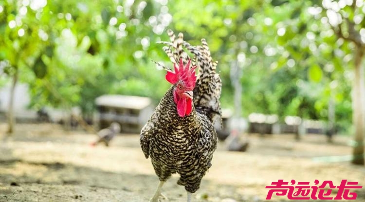 开局“十五五” 奋斗正当时丨乡村振兴，济宁的底气在哪里？-3.jpg