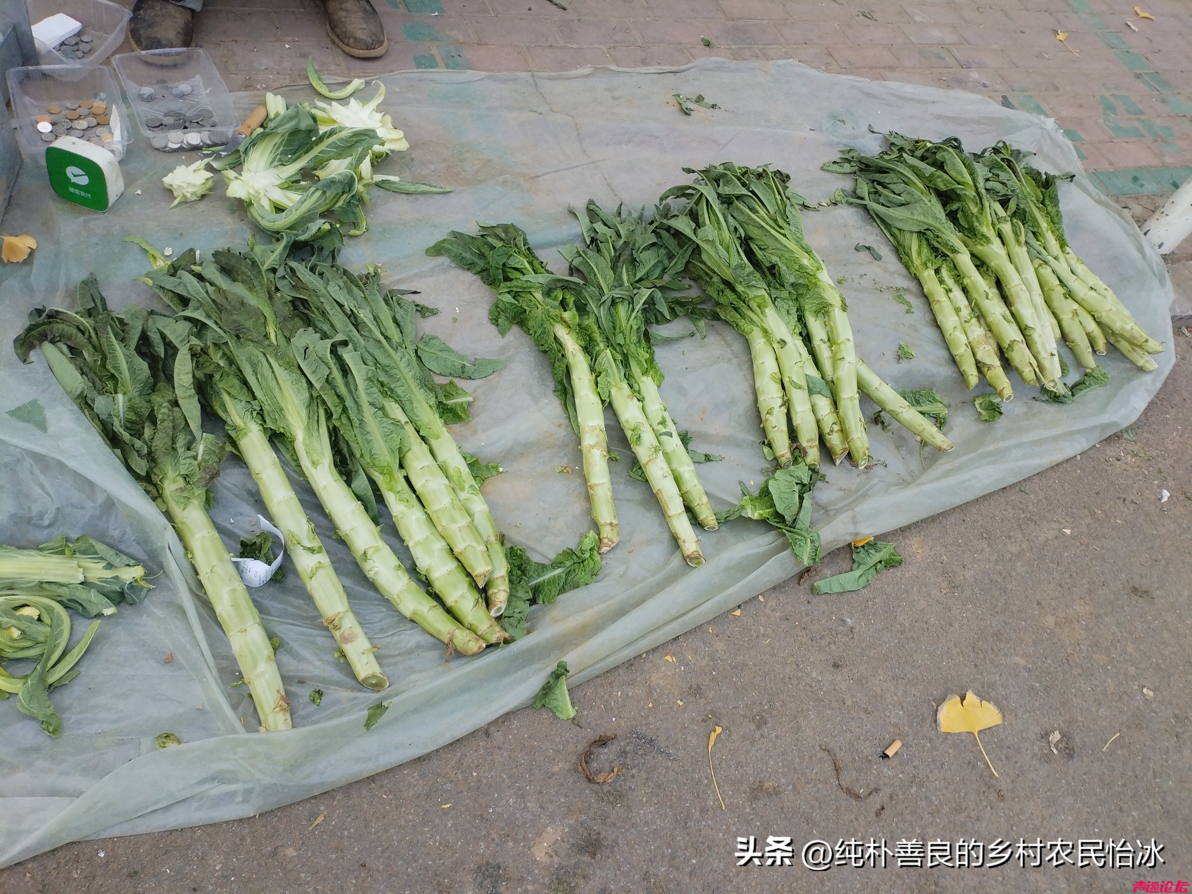 山东济宁兖州东关大街，蔬菜价格，你看这些价格，不贵，可以的！-9.jpg