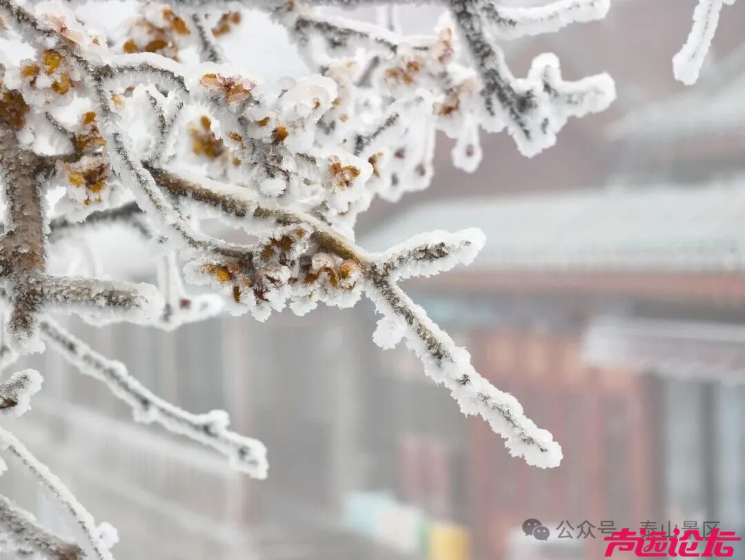 诗意满山间，泰山雾凇雪凇正当时-12.jpg