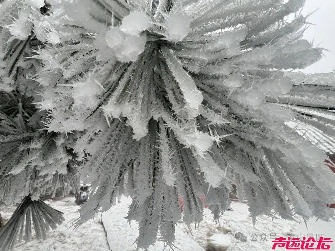 诗意满山间，泰山雾凇雪凇正当时-15.jpg