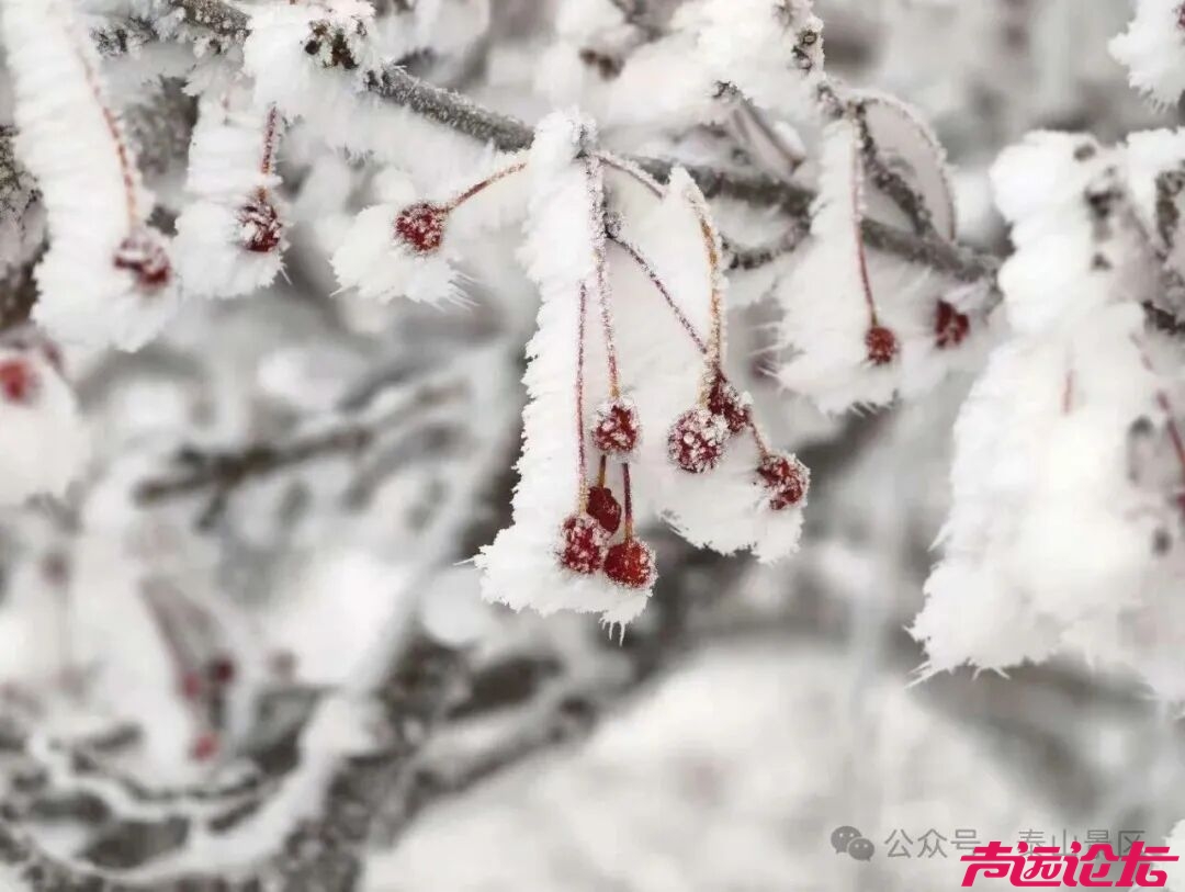 诗意满山间，泰山雾凇雪凇正当时-14.jpg