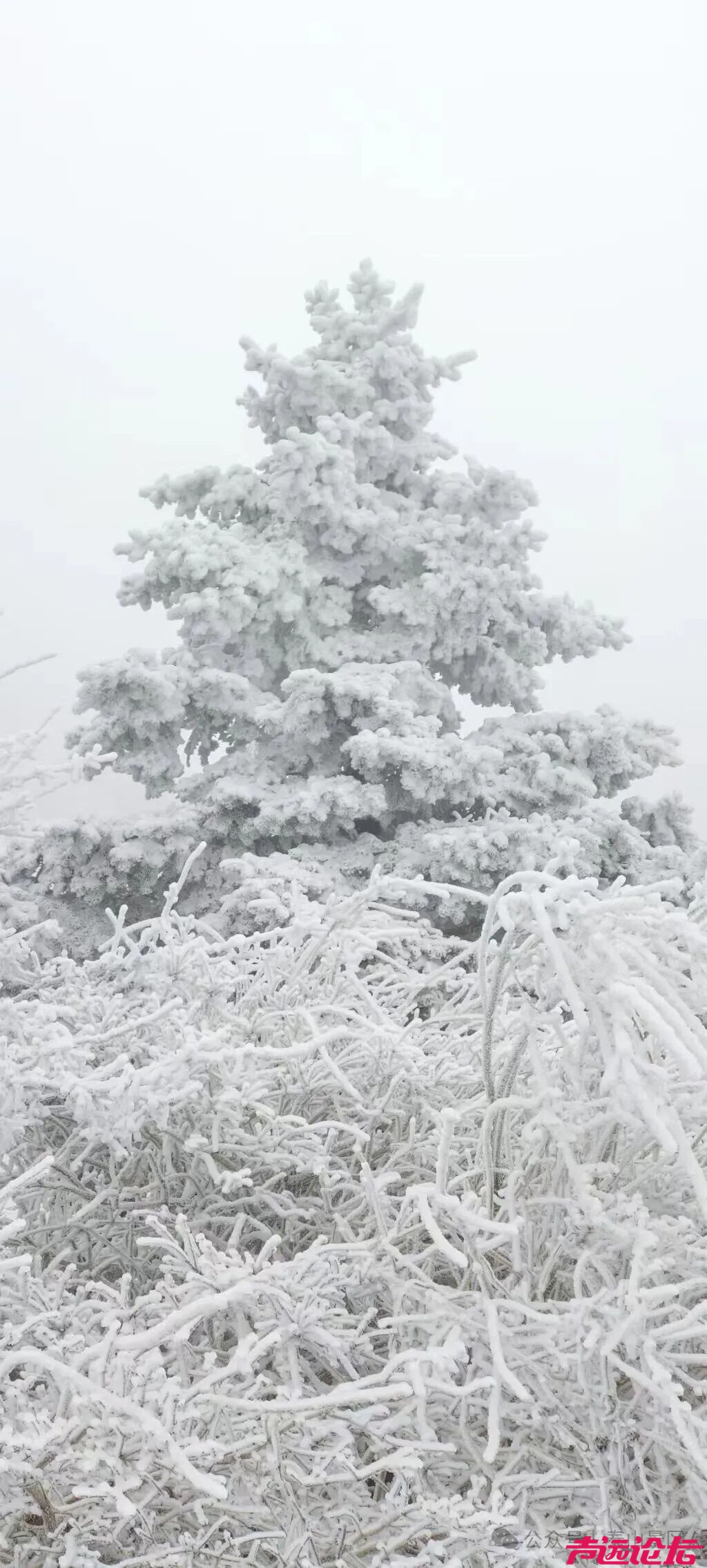 诗意满山间，泰山雾凇雪凇正当时-16.jpg