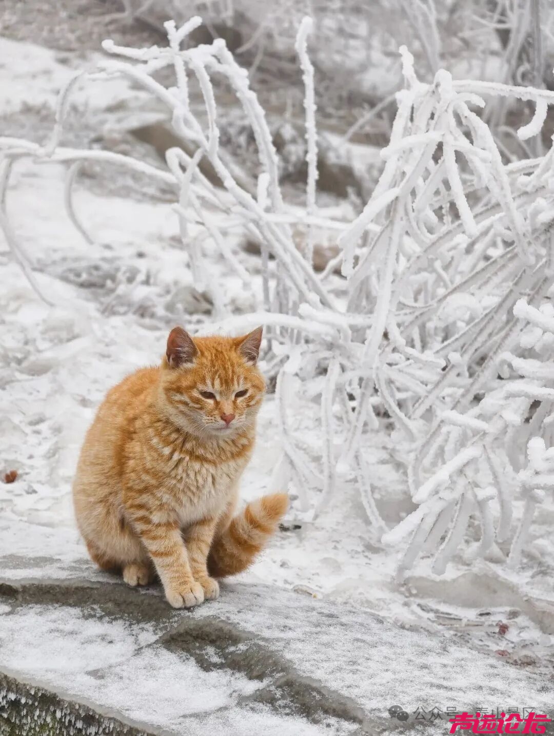 诗意满山间，泰山雾凇雪凇正当时-18.jpg