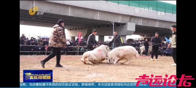 山东济宁梁山：传承千年斗羊大赛开赛 200多只斗羊同台竞逐-1.jpg