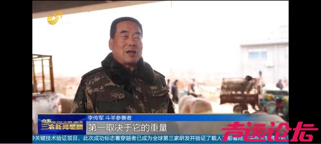 山东济宁梁山：传承千年斗羊大赛开赛 200多只斗羊同台竞逐-2.jpg