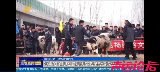 山东济宁梁山：传承千年斗羊大赛开赛 200多只斗羊同台竞逐-5.jpg