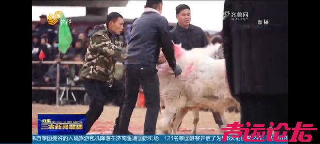 山东济宁梁山：传承千年斗羊大赛开赛 200多只斗羊同台竞逐-4.jpg