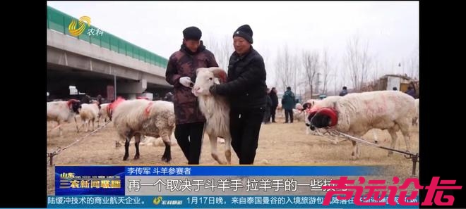 山东济宁梁山：传承千年斗羊大赛开赛 200多只斗羊同台竞逐-3.jpg