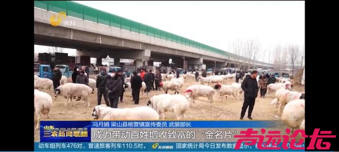 山东济宁梁山：传承千年斗羊大赛开赛 200多只斗羊同台竞逐-9.jpg