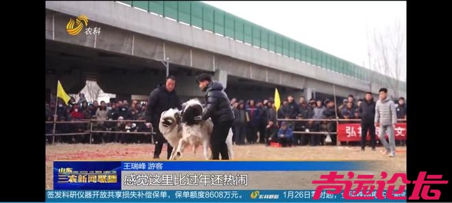 山东济宁梁山：传承千年斗羊大赛开赛 200多只斗羊同台竞逐-6.jpg