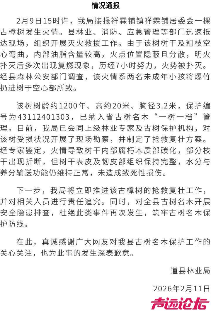 1200年古树发生火情：系2名小孩扔爆竹所致-1.jpg