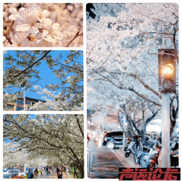 共赴春日之约！济宁公交赏花踏青定制专线等你来参与-1.jpg