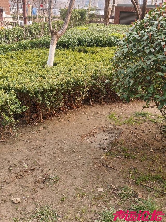 业主多年“喊话”无果，济宁玖玺小区物业绿化“欠账”谁来买单？-3.jpg