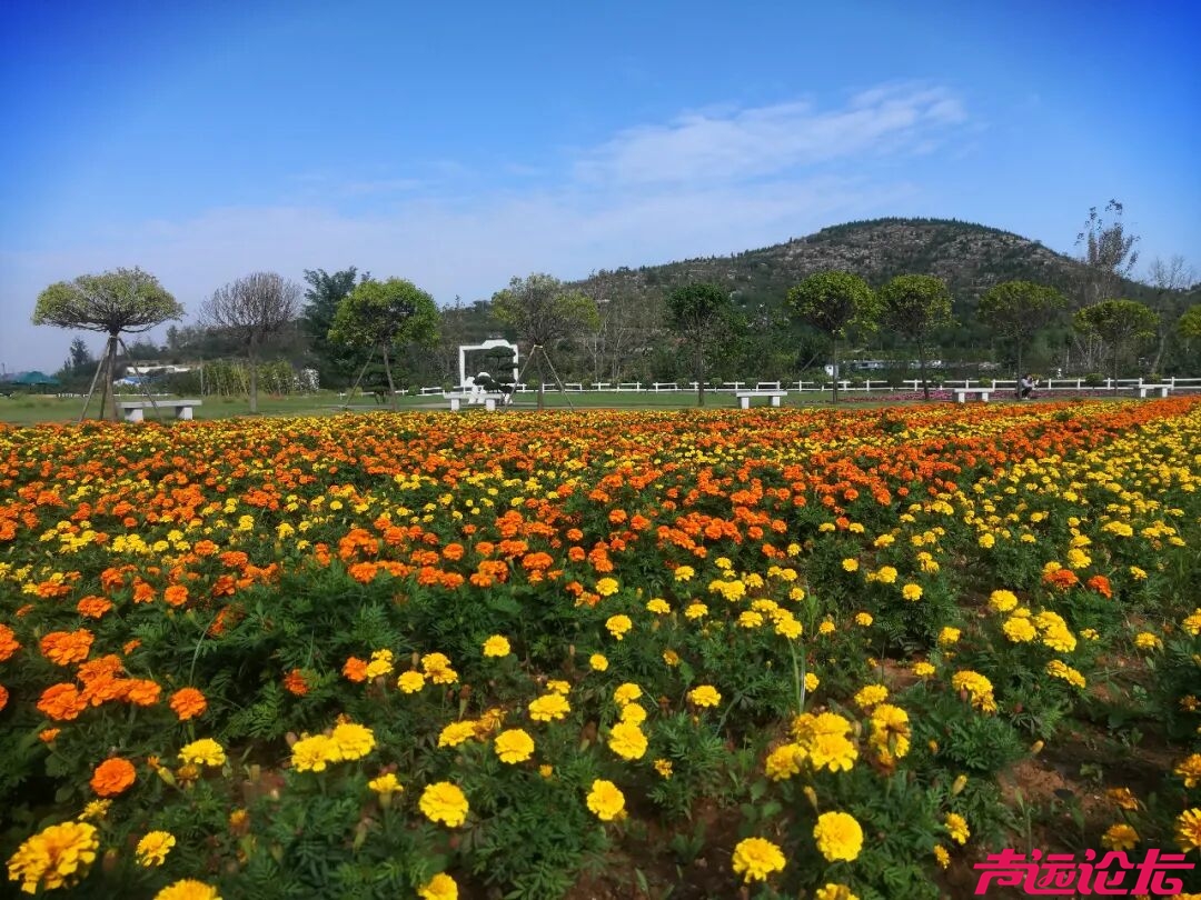 “跑游济宁 一路生花”济宁春日精品旅游线路，解锁孔孟之乡的诗与远方-40.jpg