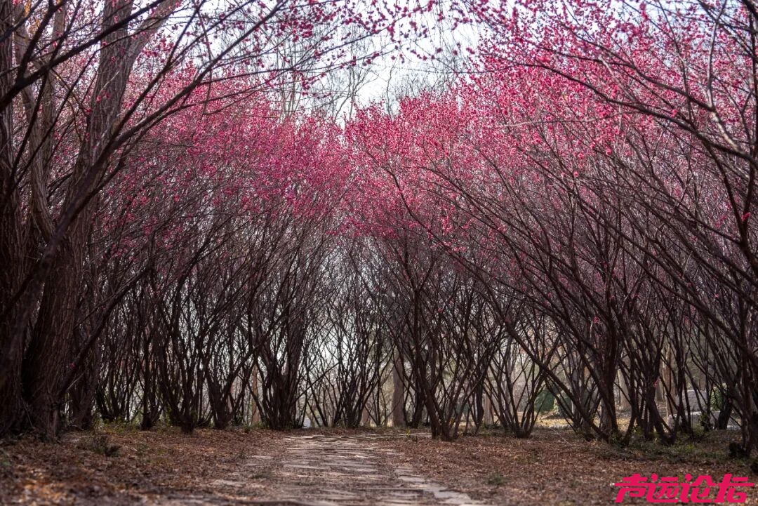 别辜负春光！太白湖新区即将开启赏花模式-3.jpg